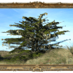 from the walls of the might fortress