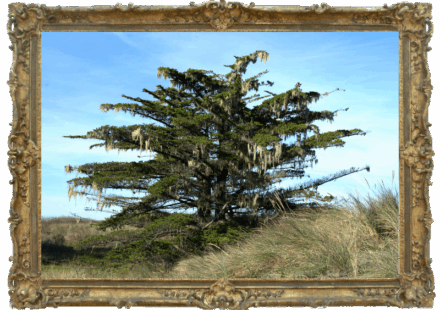 from the walls of the might fortress