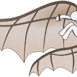 a little more about that raven wing