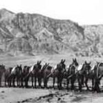 20 mule team