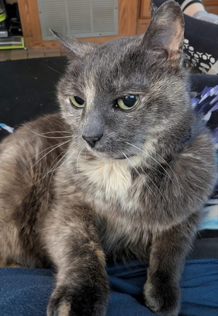 A dilute tortie cat named Libby considers side-eyeing you in this cute cat photo.