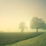 A quiet dirt road disappearing into morning fog between two trees — what the arrival fallacy actually looks like three weeks after a book launch: not an ending, just the next unclear stretch of road.