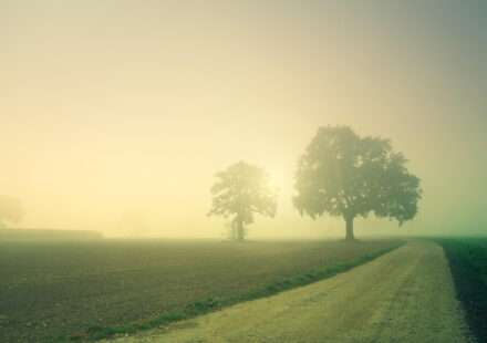 A quiet dirt road disappearing into morning fog between two trees — what the arrival fallacy actually looks like three weeks after a book launch: not an ending, just the next unclear stretch of road.