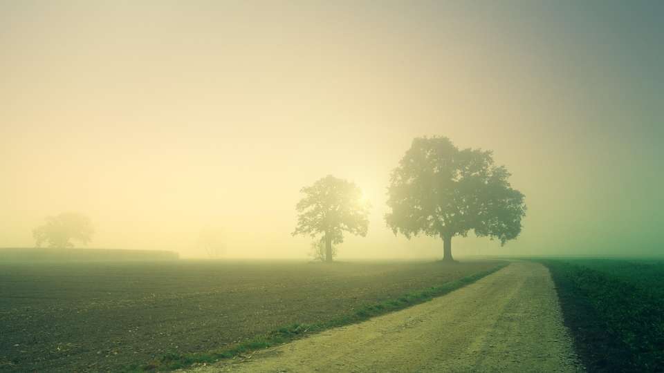 A quiet dirt road disappearing into morning fog between two trees — what the arrival fallacy actually looks like three weeks after a book launch: not an ending, just the next unclear stretch of road.